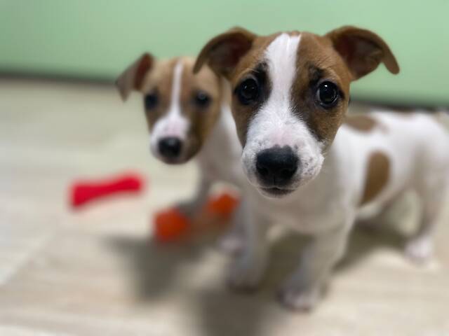 Чистокровні щенята Джек-Рассел тер’єра з документами ККУ - Фото 6