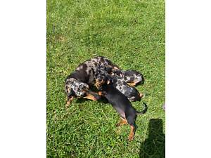 Чистокровні цуценята міні такси