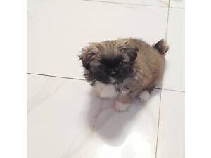 Чистокровний королівський пекінес