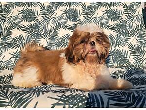 Чистокровні цуценята ши-тцу