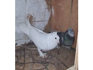 Чистокровні Турецькі такла – перевірені плідники, молодняк та голуби від 4 до 10 років, можна парами або по одному