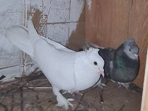 Чистокровные Турецкие такла – проверенные производители, молодняк и голуби от 4 до 10 лет, можно парами или по одному.