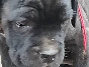 Чорна дівчинка з тигринкою кане корсо