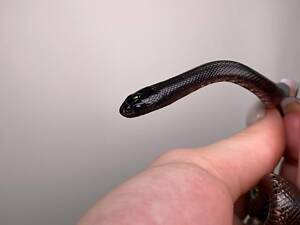 Чорна глянцева змія нігріта, королівська змія, мексиканська нігріта