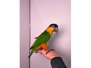 Чорноголовий каїк, грайливий розумний папуга, каик