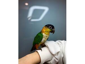 Чорноголовий каїк, ручний розмовляючий папуга каїк