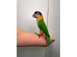 Чорноголовий Каїк веселий говіркий папуга, ручний малюк