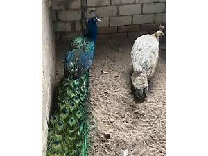 Чорноплечі павичі, черноплечий павлин, самки та самці