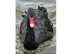 Черный декоративный лебедь – настоящее украшение вашей территории.