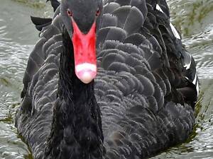 Черный декоративный лебедь – настоящее украшение вашей территории.