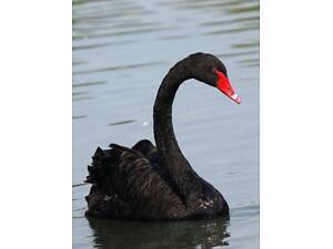 Черный лебедь декоративный, белый лебедь невероятный.