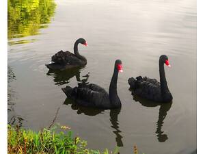 Черный лебедь декоративный здоровый с хорошим иммунитетом.