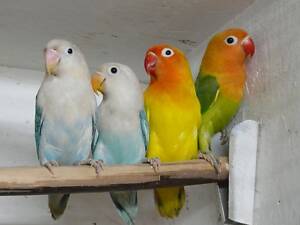 Чудесные неразлучники, зеленые, желтые, голубые