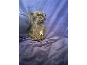 Чудо хлопчик йорка