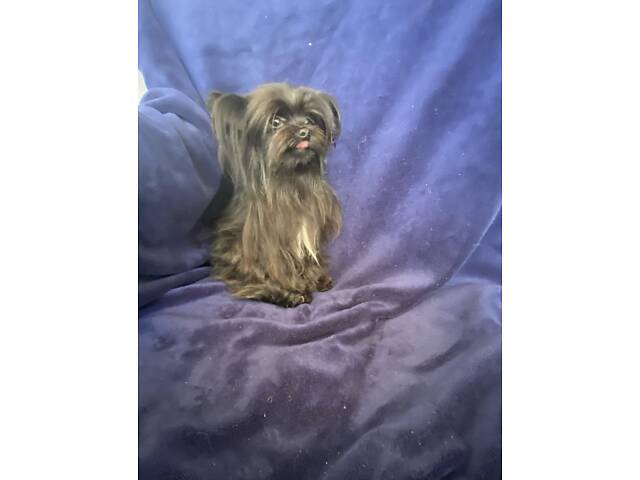 Чудо хлопчик йорка - Фото 1