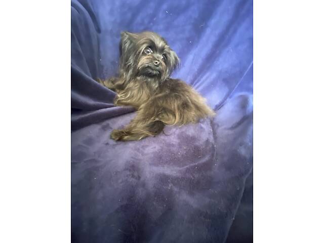 Чудо хлопчик йорка - Фото 2