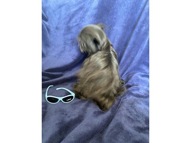 Чудо хлопчик йорка - Фото 3