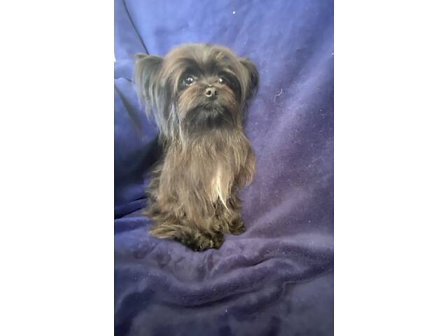 Чудо хлопчик йорка - Фото 4