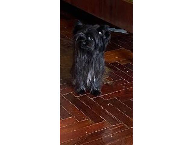 Чудо хлопчик йорка - Фото 5