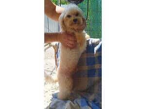 чудові хлопчики мальтіпу F1