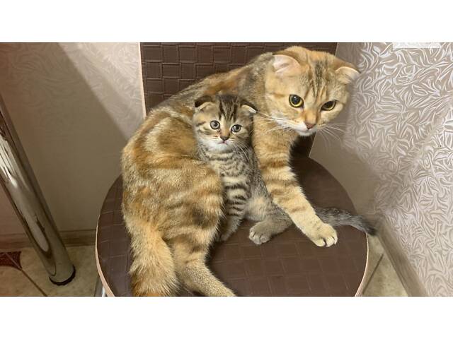 Чудові котята шотландської породи (Скоттіш Фолд та Скоттіш Страйт) - Фото 2