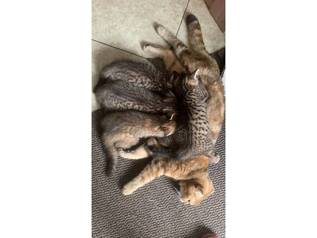 Чудові котята шотландської породи (Скоттіш Фолд та Скоттіш Страйт) - Фото 3