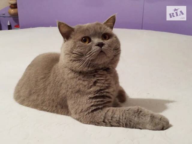 Чудові котята шотландської породи (Скоттіш Фолд та Скоттіш Страйт) - Фото 5