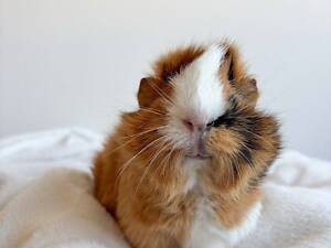 Чудові лагідні морські свинки для дому породи розетка та інші