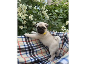 Чудові мопсики з документами