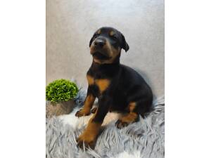 Чудові цуценята добермана