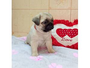 Чудовi цуценята мопсики з паспортом