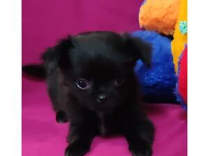 Чихуахуа чистопорідні цуценята