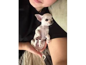 Чихуахуа дівчинка біла