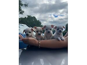 Чихуахуа дві дівчинки і два хлопчики чекають на люблячих господарів