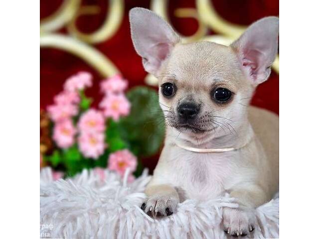 Чихуахуа хлопчик кремового кольору - Фото 1