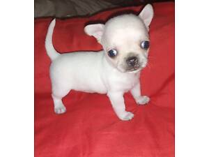 Чихуахуа Тип коббі