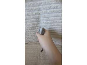 Чилійська білка дегу