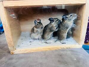 Чилійські білочки (дегу)