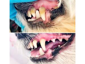 Чистка зубів для ваших улюбленців, грумінг послуги з виїздом додому