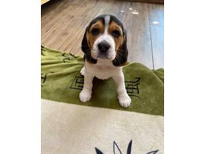 Чистокровні цуценята Біглі