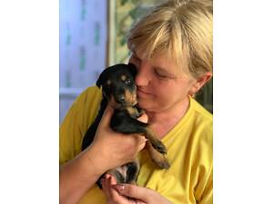 Чистокровные щенки Добермана