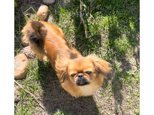 чистокровний пекінес