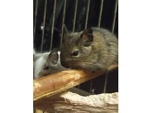 Дегу. Чилійська білка.