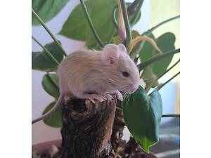 Дегу чилийские белки