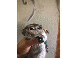 Дегу домашні білочки