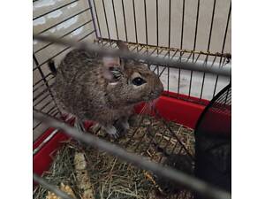 Дегу дуже грайливі.