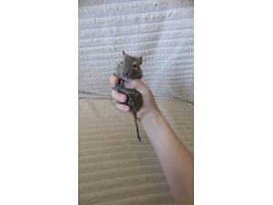 Чилійські Білки дегу