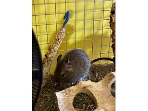 Дегуся сіреньке, чилійська білка дегу