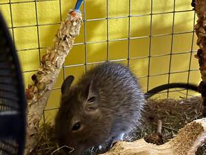 Дегуся сіреньке та біленькі, чилійська білка дегу