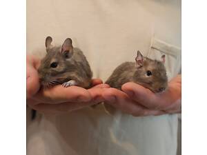 Дегусята 5 місяців